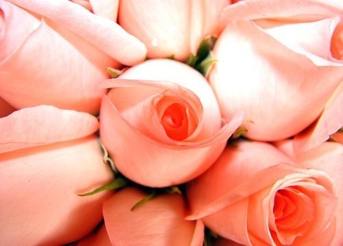 boboc roz - Danut           iubire