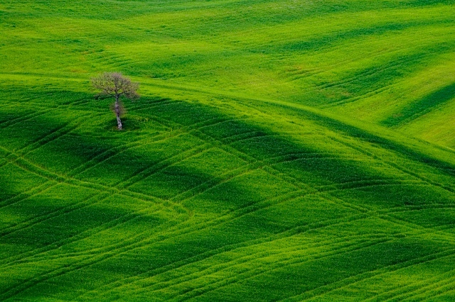 iarba - Danut           iubire