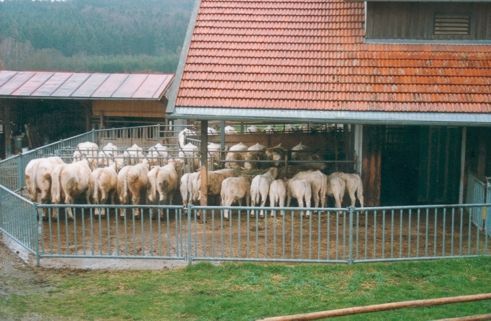 ferma vaci charolais - porci de rasa-pietreni-vaci-tauri