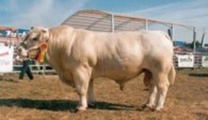 taur charolais - porci de rasa-pietreni-vaci-tauri