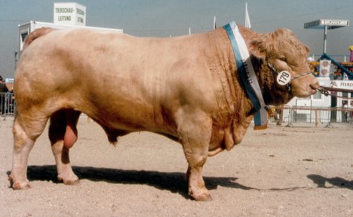 taur  charolais - porci de rasa-pietreni-vaci-tauri