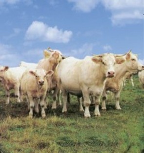 vaci charolais