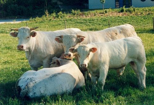 vaca cu vitei charolais - porci de rasa-pietreni-vaci-tauri