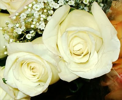 Intre-201-si-300-lei-23-trandafiri-albi-poza-t-T-n-white roses - flori