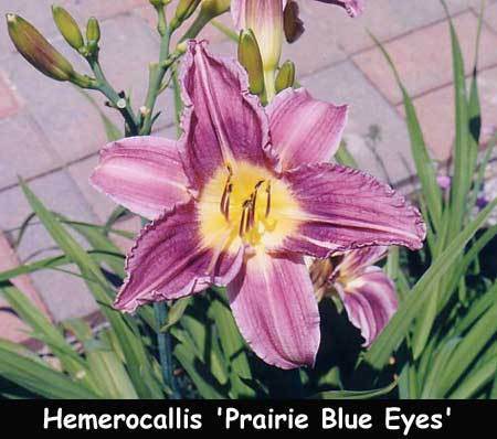 60 - Prairie Blue Eyes