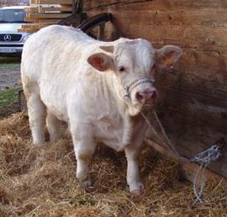 vitel charolais -ferma din anul 1800 - porci de rasa-pietreni-vaci-tauri