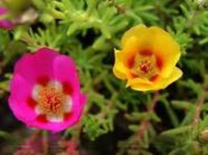 imagesCALZUGL7 - Flori