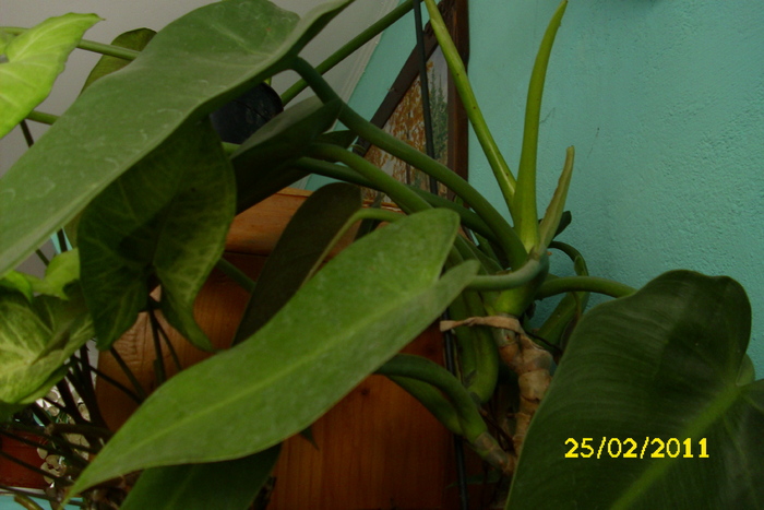 philodendron erubescens