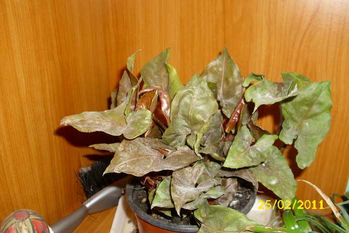 syngonium rosu - plantele mele
