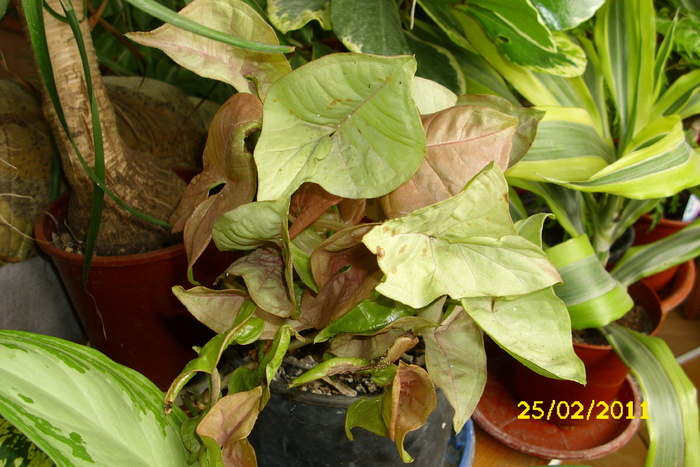 syngonium roz - plantele mele