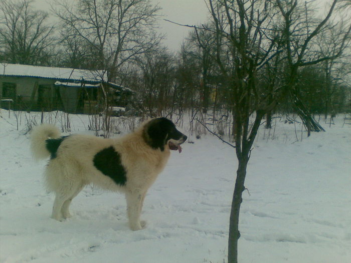 22022011(001) - caini ciobanesti de bucovina care au fost sau sunt in proprietatea mea