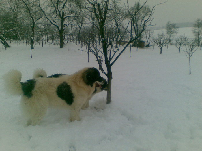 25022011(002) - caini ciobanesti de bucovina care au fost sau sunt in proprietatea mea