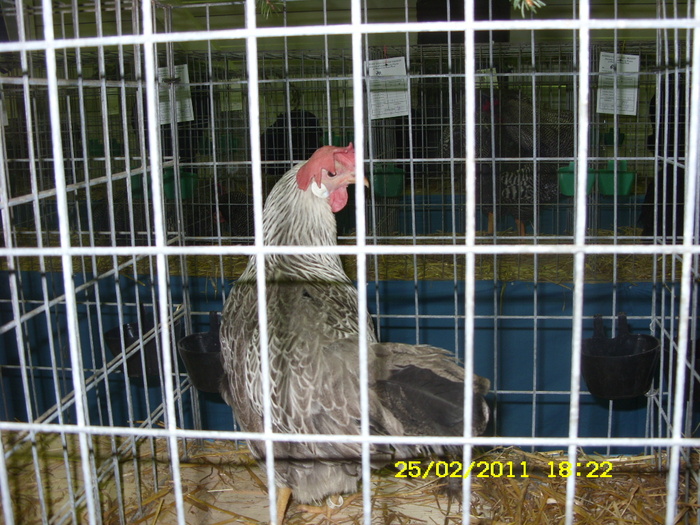 SN852744 - Expo BRASOV 2011