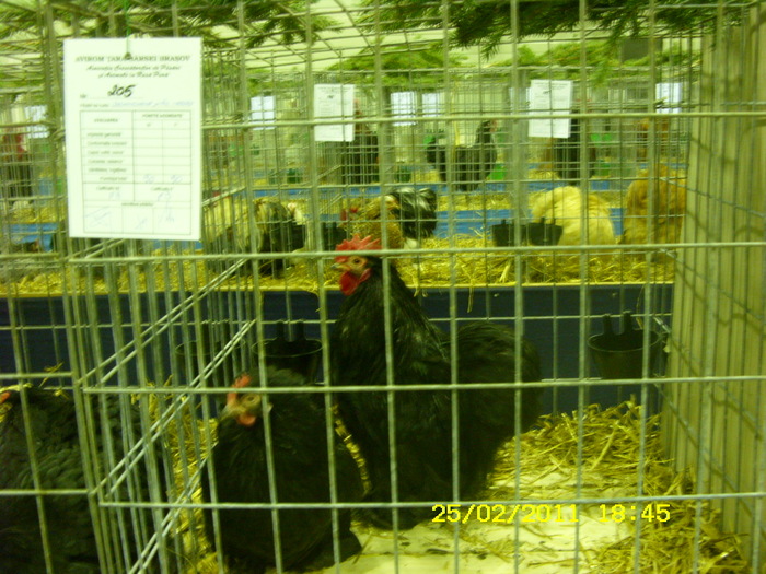 SN852817 - Expo BRASOV 2011