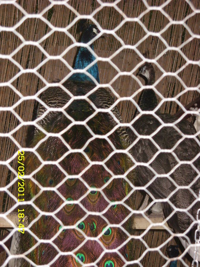 SN852827