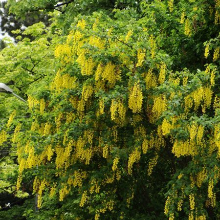  - laburnum anagyroides sau salcamul galben