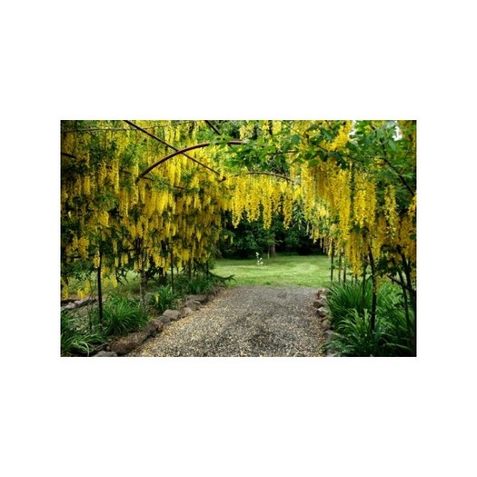  - laburnum anagyroides sau salcamul galben