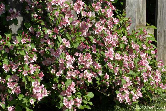  - weigela