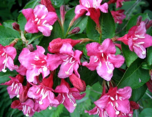 weigela-flower