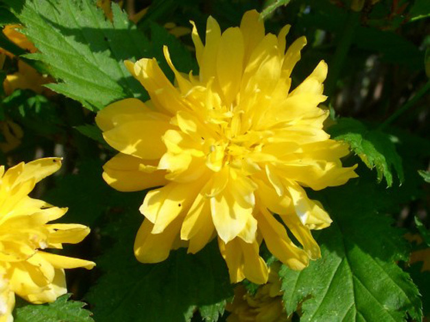 floare-kerria-japonica - kerria japonica