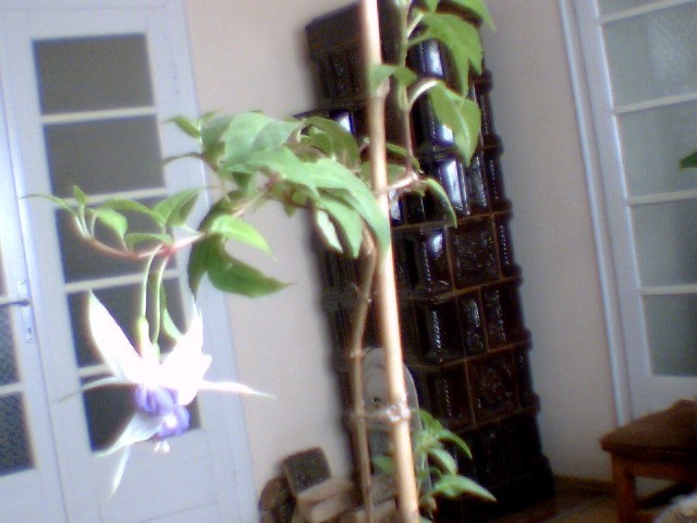 fuchsia  mov deschis involt