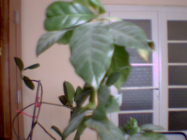 arborele  de  cafea - diferite flori
