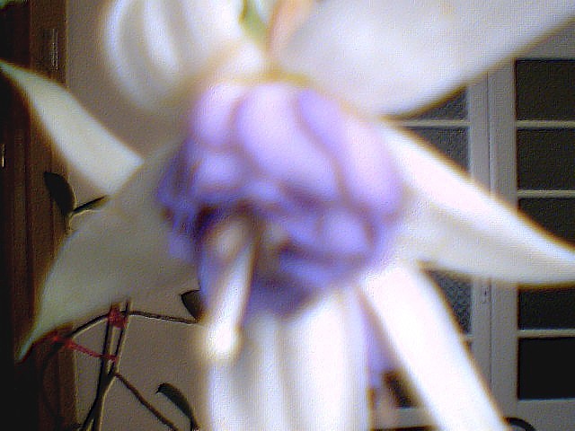 fuchsia  mov deschis involt - diferite flori