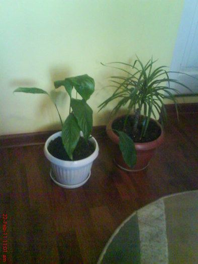 spathiphillum si dracaena