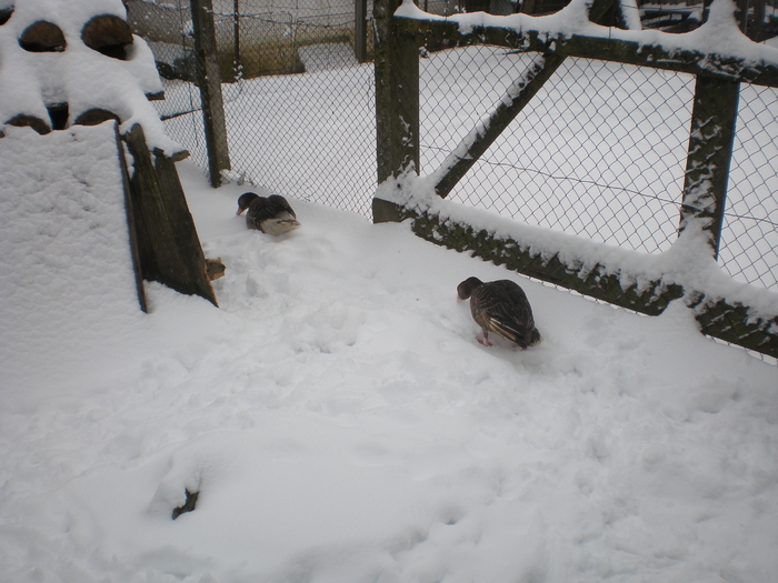 P2250012 - animalutele mele iarna