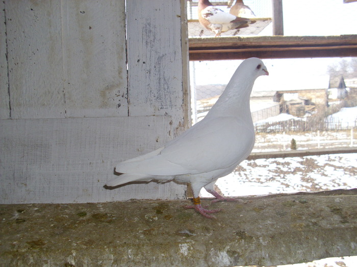 M-09 - Porumbeii 2011