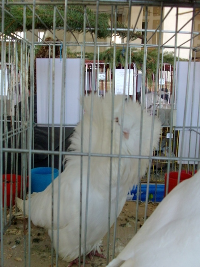 GULERAT - porumbei