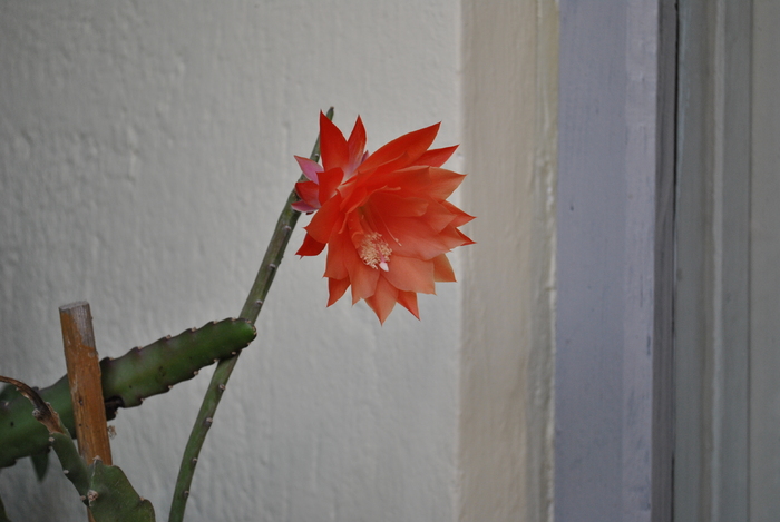 Picture 048