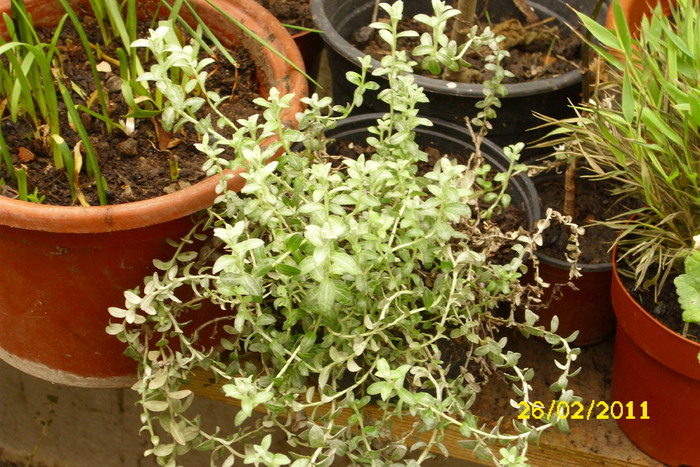 helicrysum silver mist - plantele mele