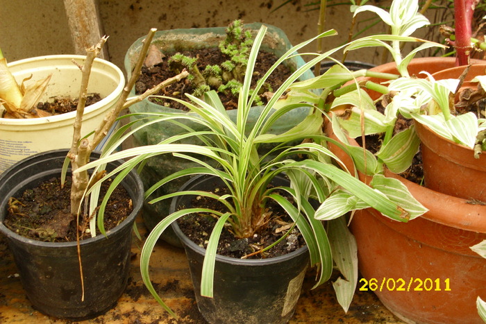 ophiopogon planiscarpus variegatus - plantele mele