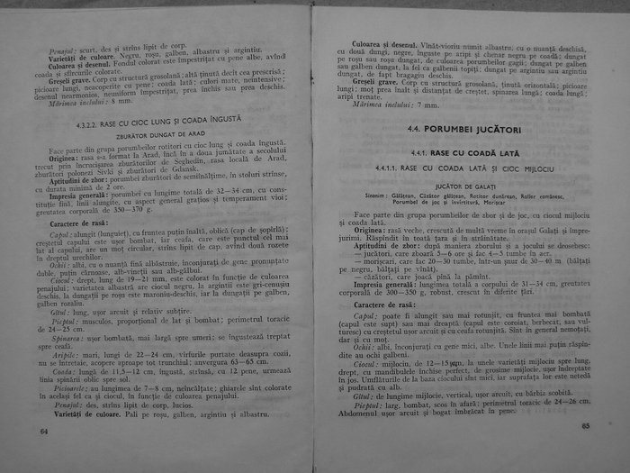 Standard Bonatiu; standardul JUcatorului de Galati din Cartea d-lui Bonatiu, Rasele de Porumbei din Romania- 1985
