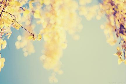 autumn017