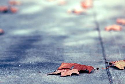 autumn018
