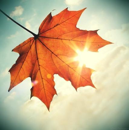 autumn025