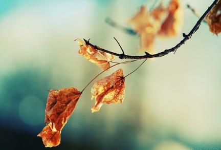 autumn084 - PHOTO2