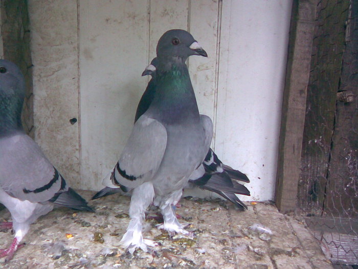 mascul 2010 - Porumbei Voiajori 2010