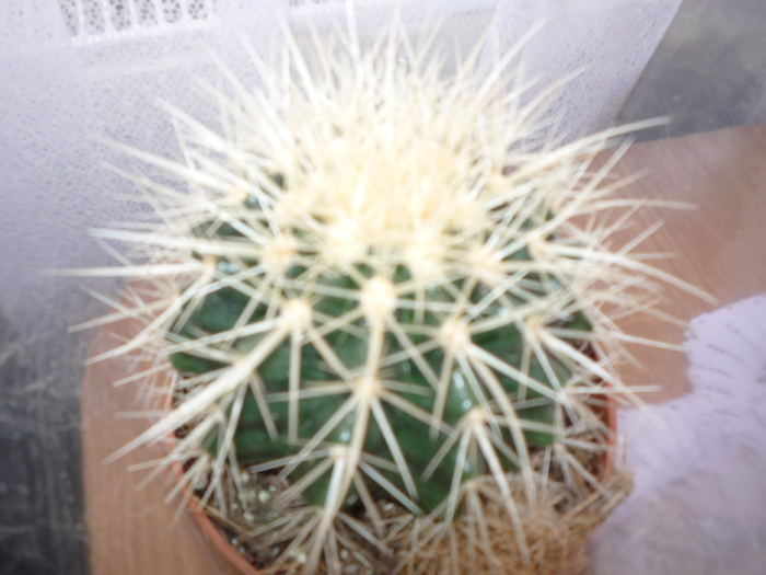 MsiG 004 - cactusi si suculente