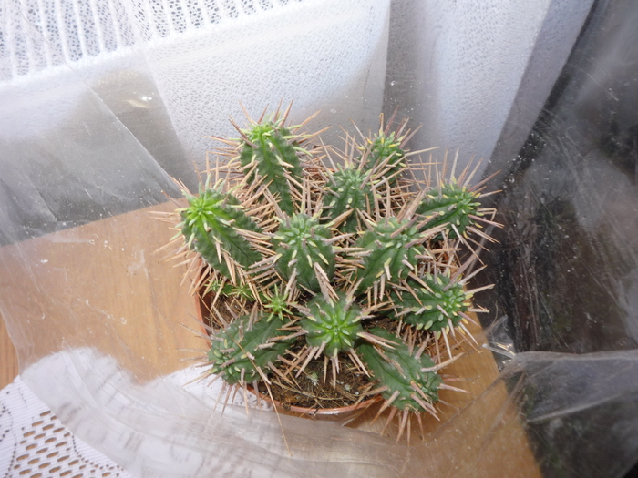 MsiG 005 - cactusi si suculente