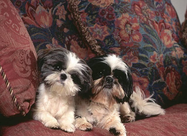 dog-in-the-sofa - animale 2202