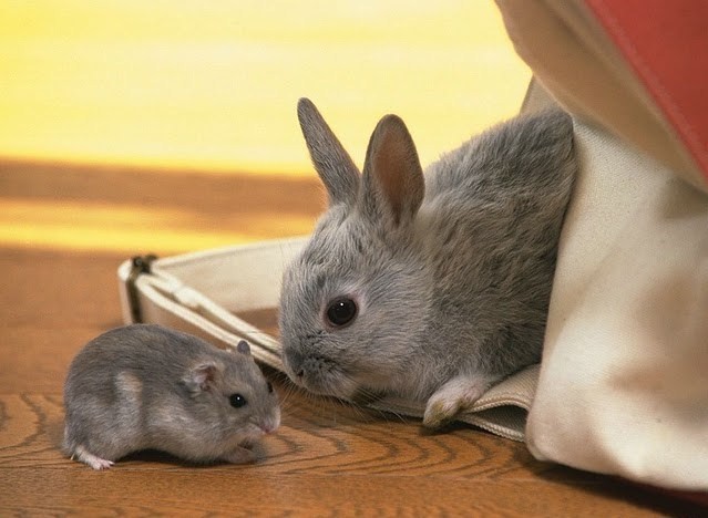 rabbit-and-rat - animale 2202