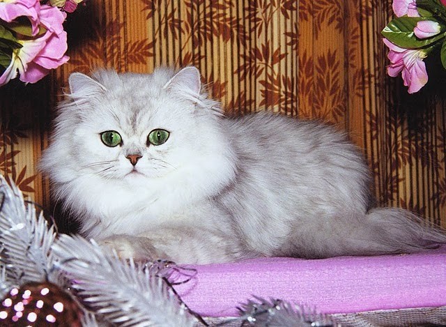 cat-with-green-eyes