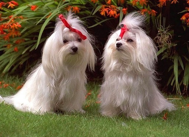 dogs-1h