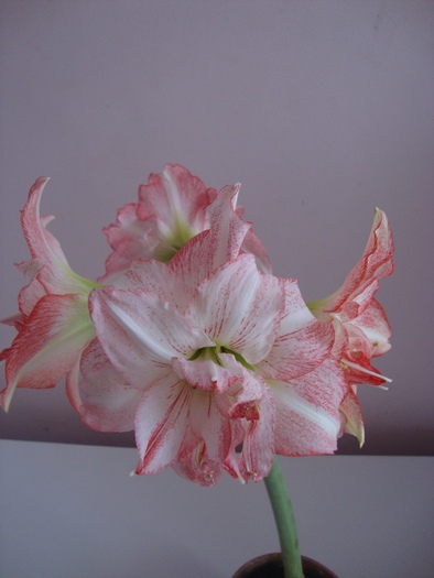 DSC08181 - HIPEASTRUM-amaryllis