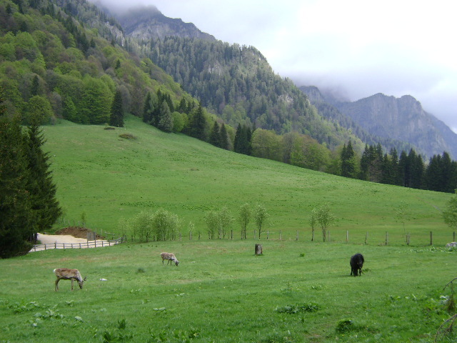 DSC00721 - STANA REGALA SINAIA-PIATRA ARSA