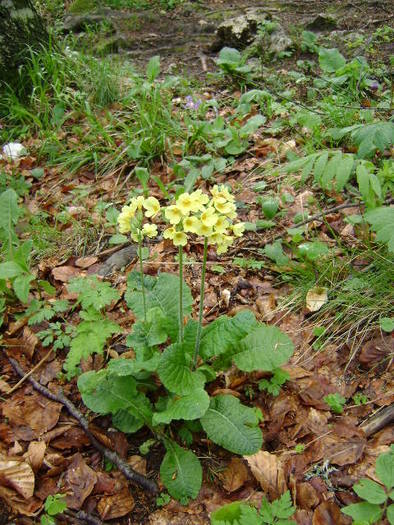 CIUBOTICA CUCULUI