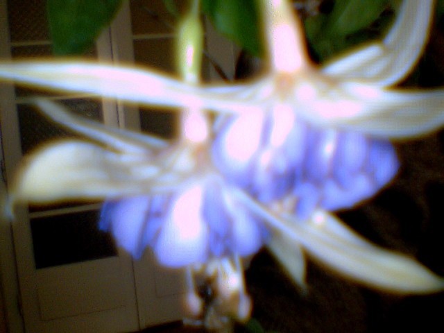 fuchsia  mov deschis involt - diferite flori